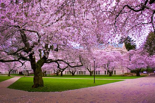 trees with pink cherry blossoms