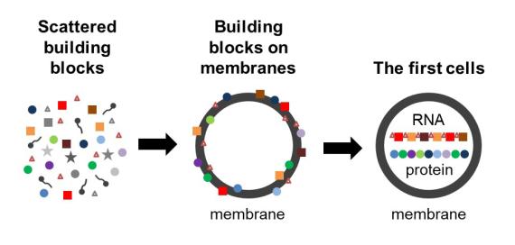 cell origin model