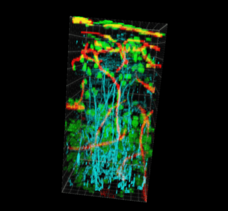 3D reconstruction of a live mouse brain vasculature, axonal network and distribution of cells. 