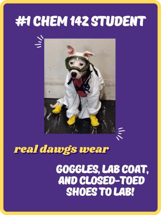 Purple poster with a photo of a white dog with one ear up and one ear folded wearing goggles, a white lab coat, and yellow booties with the words "#1 CHEM 142 Student" and "Real Dawgs wear goggles, lab coat, and closed-toed shoes to lab!"