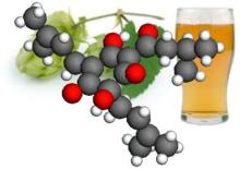 Hops, Humulone and Health