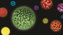 A montage of giant unilamellar vesicles for which the lipids in the membrane are either uniformly mixed, or have phase separated into coexisting liquid phases. Microscopy and artwork by Aurelia R. Honerkamp-Smith ‘10.