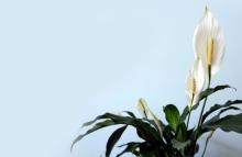 Peace Lily credit: Lan Gao