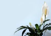 Peace Lily credit: Lan Gao