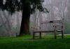 A memorial bench on campus on a rainy day