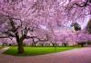 trees with pink cherry blossoms