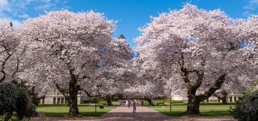 cherry trees in blossom